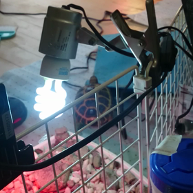 あばれる君とマイペースの画像