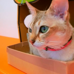 今日はいい肉の日の画像