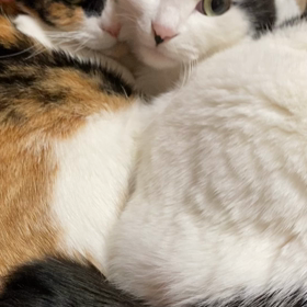 今夜も仲良しぃの画像