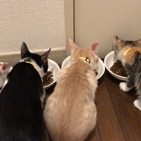 譲渡会チーム！の画像