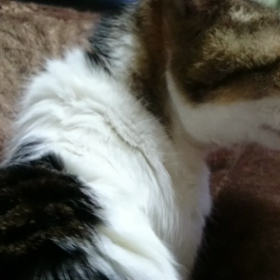 声とゴロゴロの画像