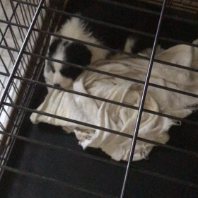 ボーダーコリー  子犬の画像