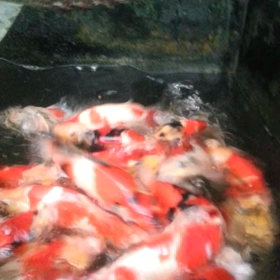 大きくなってる？の画像