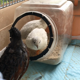 44日目 声変わりの画像