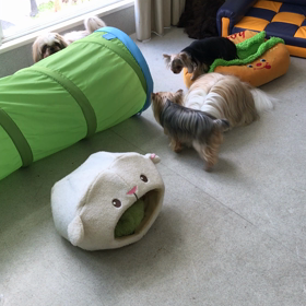 ♪プレイルーム動画♪③の画像