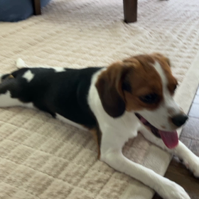 運動会（毎日）の画像