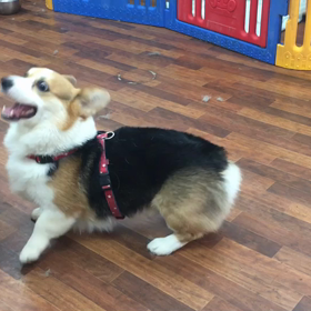 コーギーちゃんのお遊びの画像