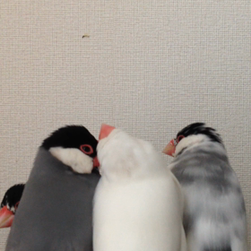 モテモテの画像