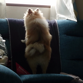 5月25日 今日はタップダンスの日の画像