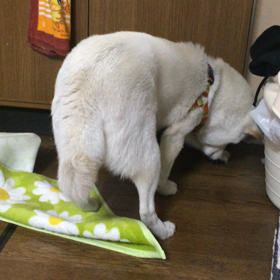 ワニちゃんが急に‼️の画像