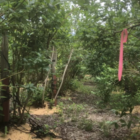 梅雨入りだっての画像