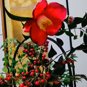 テーマ　椿の籠いけの画像