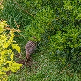 雑草だらけの庭に雉がの画像