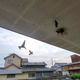 q(*･ω･*)pﾌｧｲﾄ!の画像