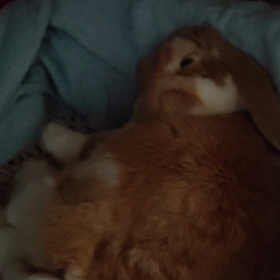 エンセファリトゾーン脳炎29日目記録用の画像