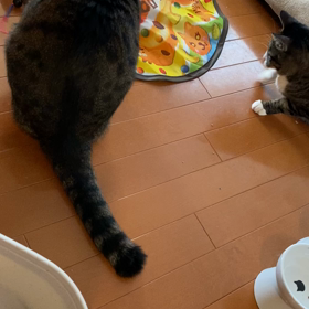 わりと人気の画像