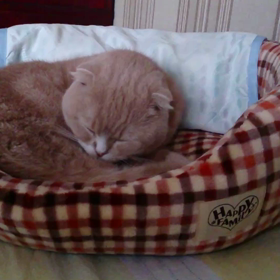 新しいベッドにゃん♪の画像