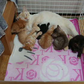 ウケた。の画像