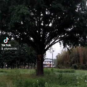 今日、母がなくなったの画像