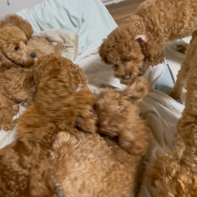 親子喧嘩の画像