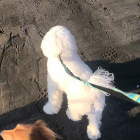 ♪お散歩動画♪お台場海浜公園♪の画像
