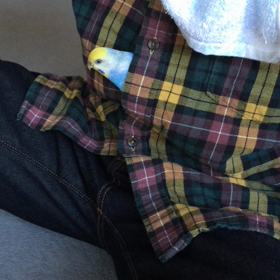 ぴぃさんとのお戯れの末…(OvO)の画像