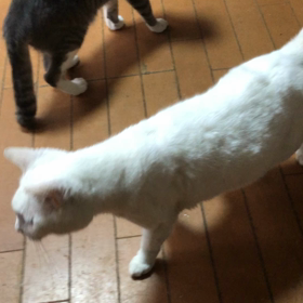 さくらちゃんの経過の画像