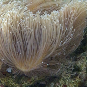 隠れなら任せろ！の画像