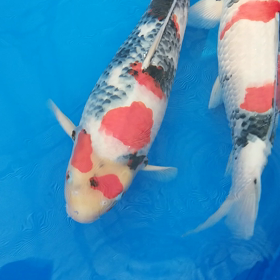 ちょっといい鯉の画像