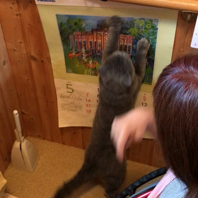 オモロ動画《爪とぎカレンダー》の画像