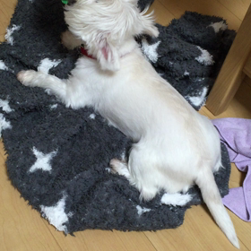 スタバのピコピコ。の画像