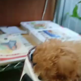 ☆むう、2回目のワクチンへ☆の画像