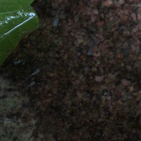 青メダカの針子大きくなったよ♡  暑いベランダでも大丈夫ですの画像