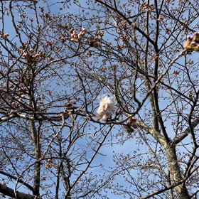 ★桜の開花。の画像