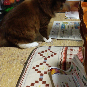 老人と猫（じじとチョコ）の画像