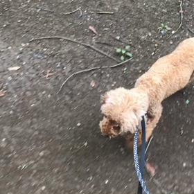 ♪お散歩動画♪代々木公園♪の画像