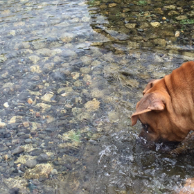 モモの水遊びの画像