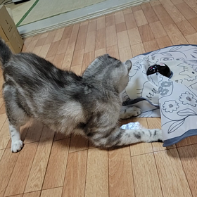 猫たち爪切りの画像
