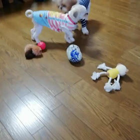 午後3時のわんこ達の画像