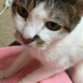 イテテテの画像