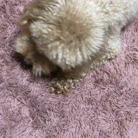 今日のるっちゃんの画像