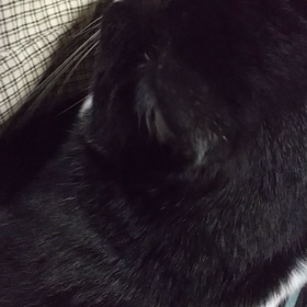 きみﾁｬﾝ サイレンの画像