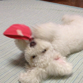 動画が簡単に……(^-^)の画像