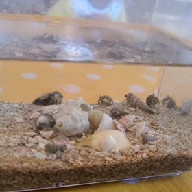 最近の癒しの画像