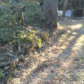 草を刈ったばかりのせい？の画像