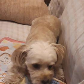 その後のペロペロシフォン②の画像