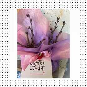 桜盆栽　咲いた　咲いたの画像