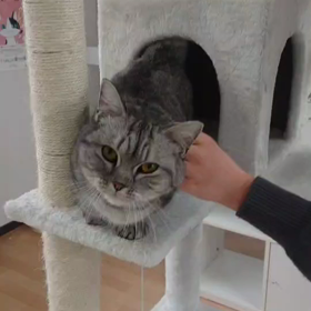 マンチカンのまりさんの画像