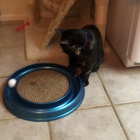 ネコおもしろ映像の画像