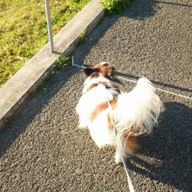 公園にまっしぐらの画像